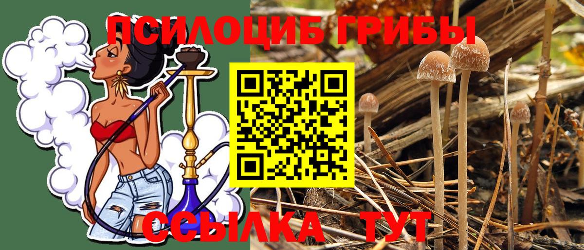 Псилоцибиновые грибы Psilocybe Чапаевск
